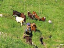 Shepherd with his goats