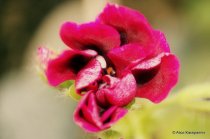 'Yulika' flower