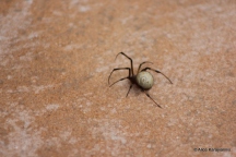 Brown Widow Spider (Latrodectus geometricus)